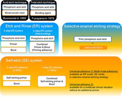 Update on Enamel Bonding Strategies